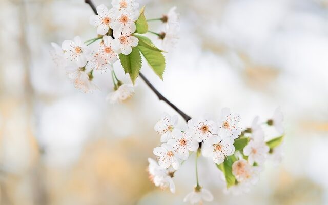 Tree branch with two perfect groups of flowers on the branch. Life is not perfect, and sometimes anxiety causes very real physical symptoms. Anxiety treatment in North Carolina can help process those feelings. Learn more here.
