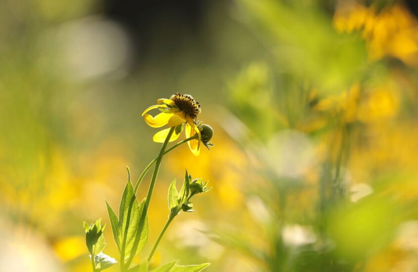 Single black-eyed Susan flower with blurry background. Get help understanding grief and your grief responses in North Carolina. Don't go through this journey along with grief counseling. Call today to speak with a grief counselor in Charlotte, NC 28207.