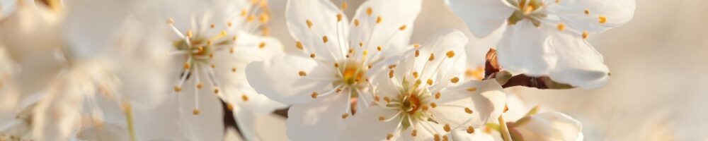 Image of white flowers. Interested in substance abuse treatment in Charlotte, NC 28207? A addiction counselor can help!. Contact us today to get started in addiction counseling in North Carolina. 28211 | 28036
