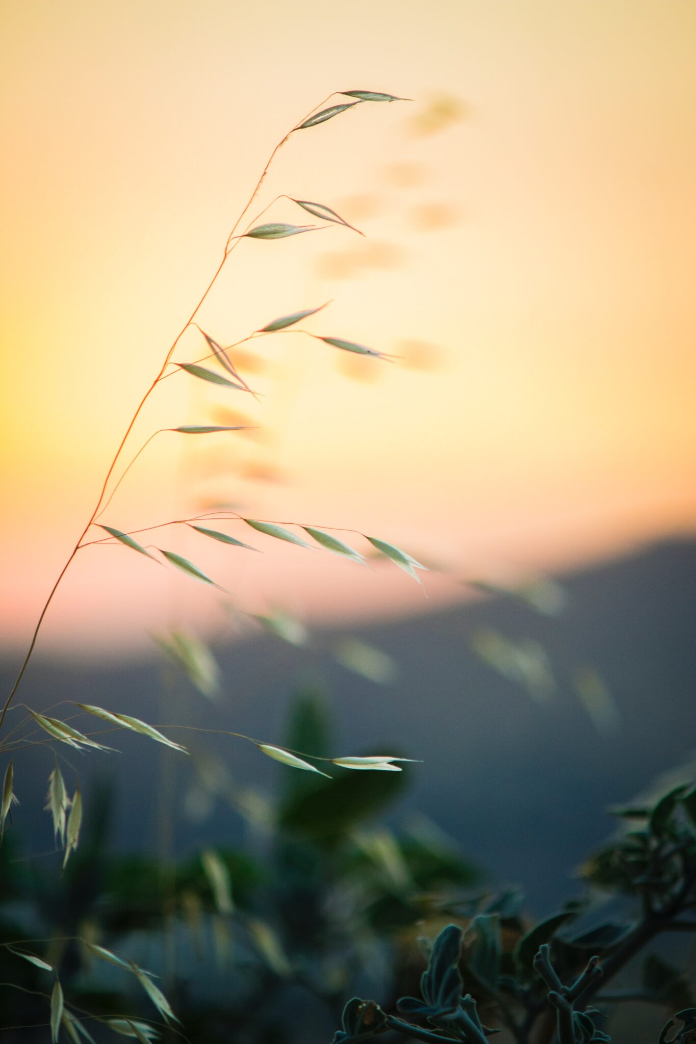 Upclose picture of a single strand of grass framed by the evening sunset. Anxiety causes real and stressful physical symptoms. If you have physical distress caused by anxiety an online therapist in north carolina can help.