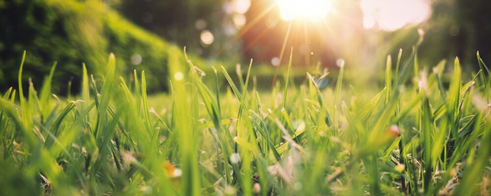 Picture of the sun shining through the grass. Grief anxiety has its own unique set of challenges to face. Understanding grief through grief counseling in North Carolina can help you overcome those challenges.