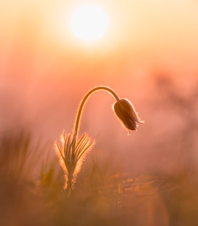 flower bud. anxiety counseling, end anxiety attacks, anxiety therapist in NC