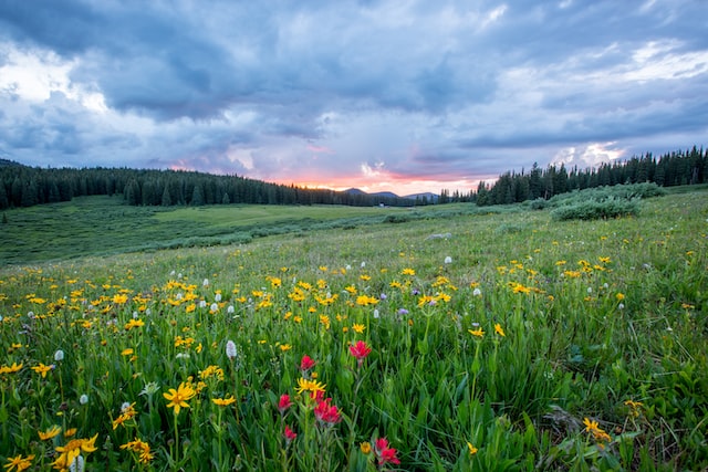 flower field. complex PTSD, online counseling in NC, SC, FL