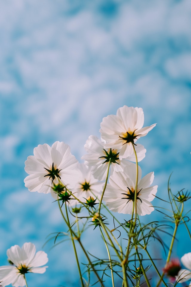 flowers and blue sky. trauma treatment, PTSD symptoms