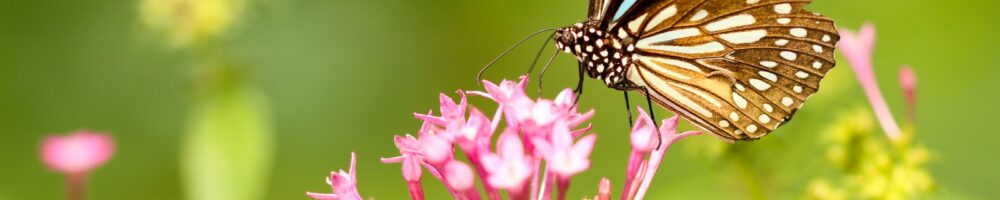 butterfly on flower. childhood trauma, how it impacts adulthood, virtual counseling for childhood trauma in NC