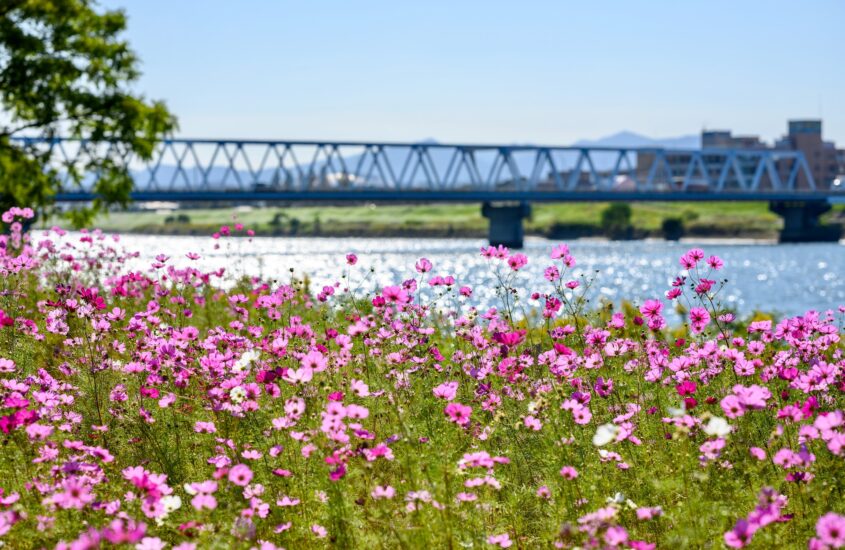 flowers and bridge. childhood trauma, complex PTSD, trauma treatment, online counseling for childhood trauma in NC