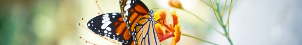 butterfly on flower. counseling for college students, young adults, young professionals, life transitions counseling