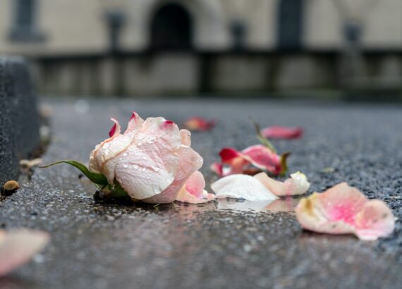 A light pink and white rose on wet, dark pavement with some petals around it. Teletherapy for pre and postpartum. Understanding postpartum. Help for new moms.