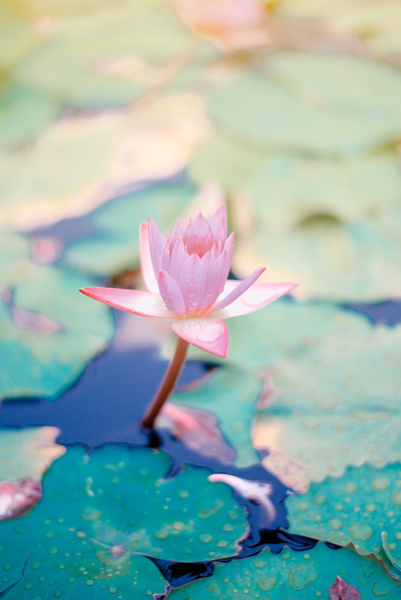 Lotus flower blooming. Healing mental health.