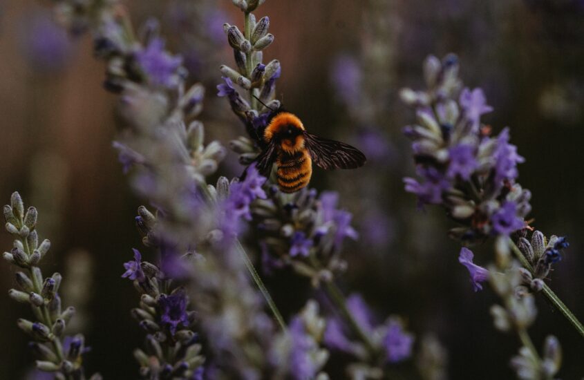 Purple flowers with a bumble bee on them. Heal from trauma and codependency. Help for codependent relationship.