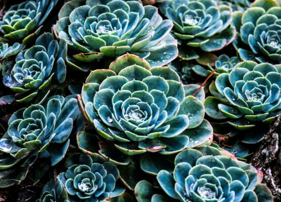 Green succulents in a pattern. Codependency in relationships. Codependent patterns.