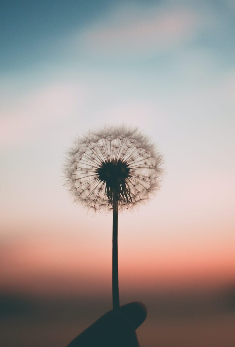 Dandelion being held at sunset. Recover from trauma and depression. EMDR Therapy for depression NC.