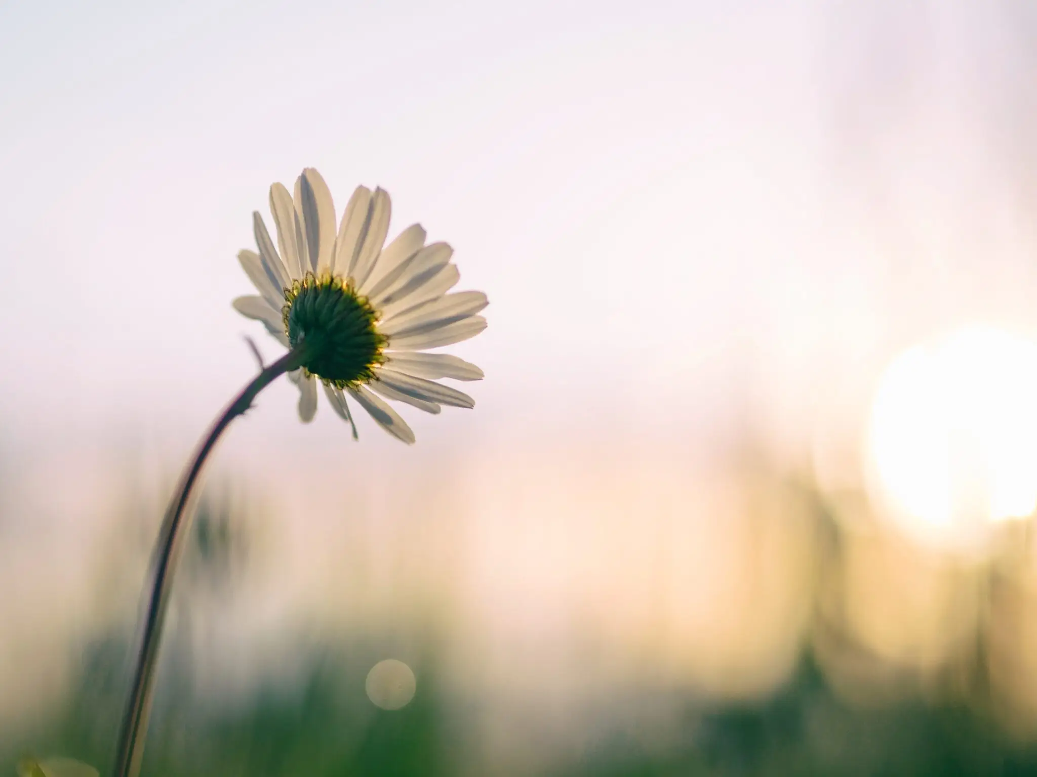 A single daisy flower in the foreground, symbolizing hope and growth, represents the essence of EMDR Therapy.