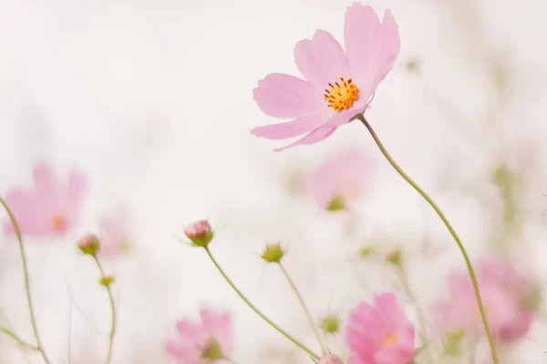 Vibrant pink cosmos flowers bloom in a serene field, contrasting with the pure white backdrop. EMDR Therapy