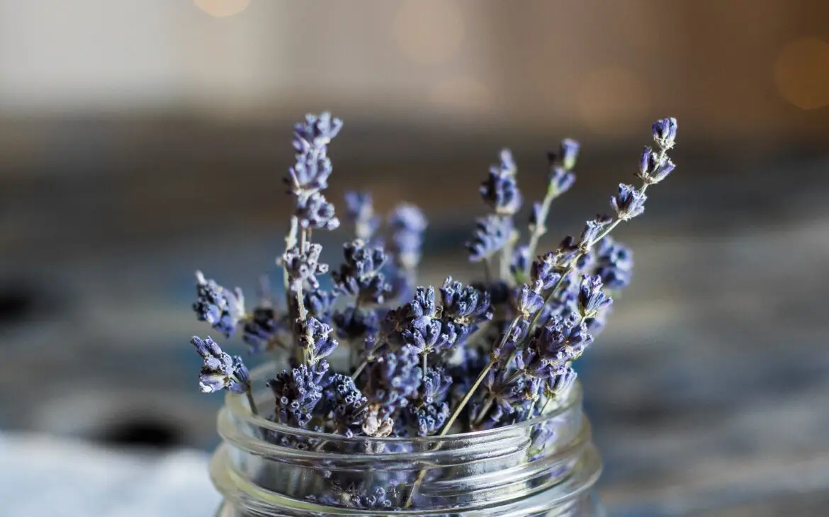 Lavender flowers in a jar, providing solace and tranquility. A symbol of hope and healing during grief counseling.