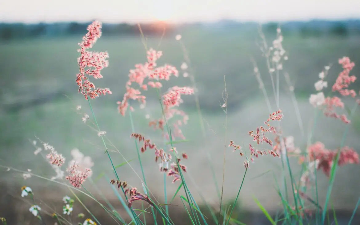 A field of pink flowers with the sun setting behind them, representing the calming and healing nature of EMDR Therapy