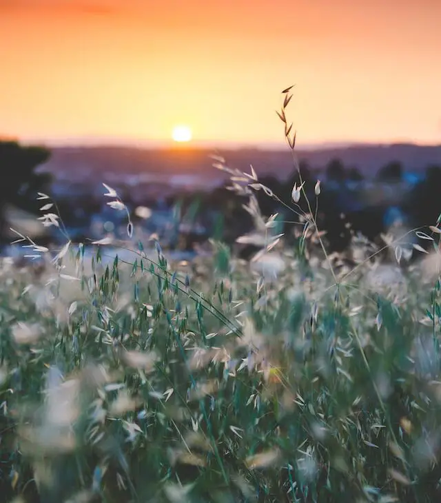 A serene field of grass with the sun setting behind it, providing a calming backdrop for trauma counseling.