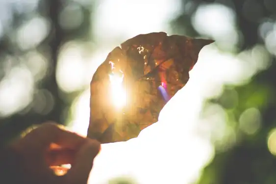 A person holds a leaf with sunlight streaming through it, symbolizing the importance of learning from past mistakes.