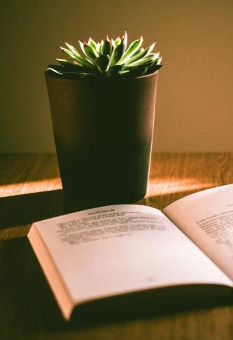 A book and a plant on a table, symbolizing the connection between knowledge and growth in counseling in Davidson NC.