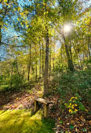 A serene bench nestled amidst autumn leaves in a peaceful woodland setting, offering a tranquil spot for counseling in Ballantyne NC.