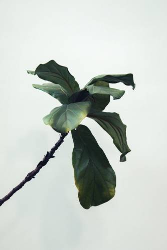 Leaf on a branch against white background. Symbolizes counseling services in Chapel Hill, NC.