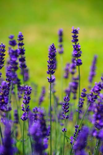 Lavender flowers blooming in a field, creating a vibrant and fragrant scene of nature's beauty. Represents Counseling in Durham NC.