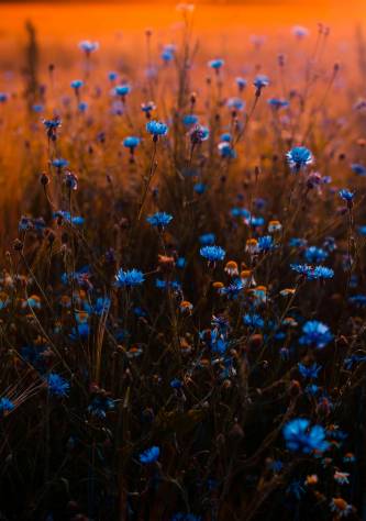 A serene field of blue flowers at sunset, providing a calming and therapeutic atmosphere for counseling in Waxhaw NC.