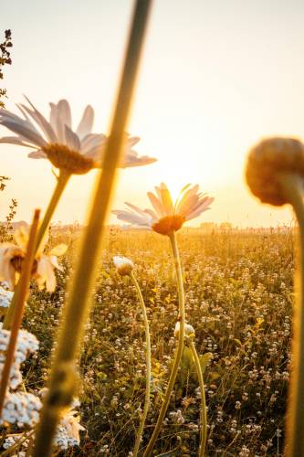 Daisies blooming in a field at sunset, creating a serene and calming atmosphere, perfect for counseling.