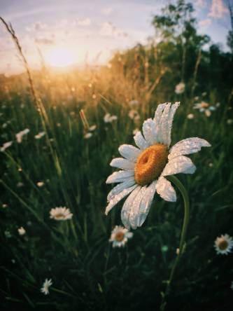 Sunset over a field of daisies, providing a serene backdrop. Nature's beauty promotes counseling and relaxation.