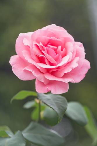 A blooming pink rose stands alone in the garden, evoking a sense of tranquility amidst the anxiety.