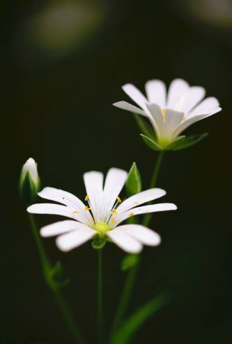 Serene white flowers emerge from the grass, representing the healing nature of therapy.